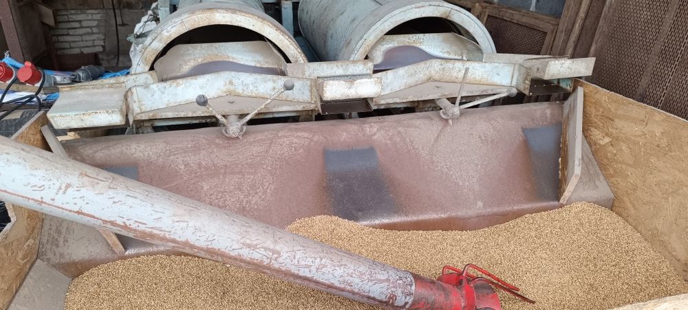 Pszenica ozima Euforia po Petkusie