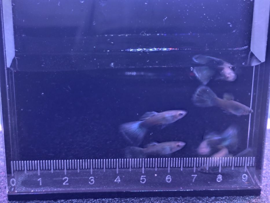 Guppys linha green Moscow