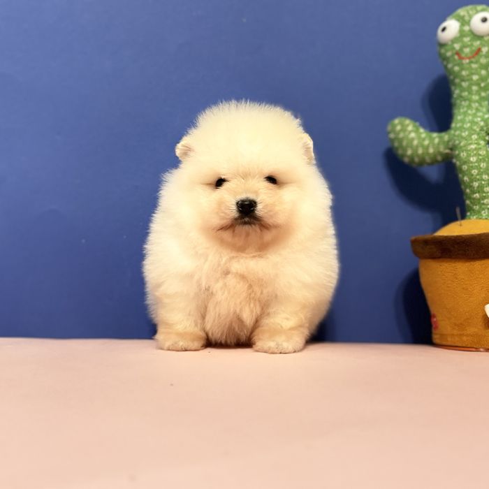 хлопчик шоу классу тип ведмедика