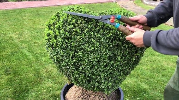 Топиарная стрижка растений,облагораживание участка.