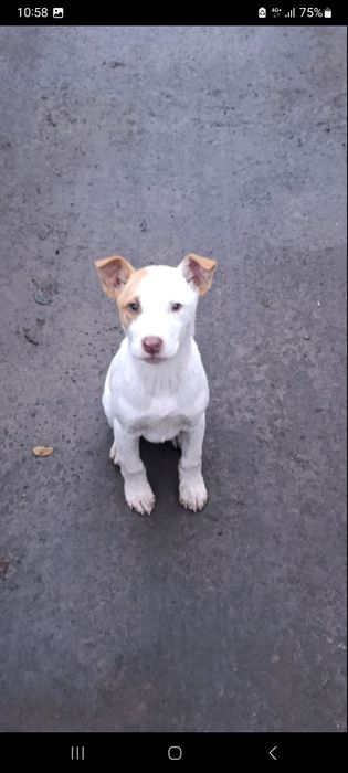 Цуценята в добрі руки