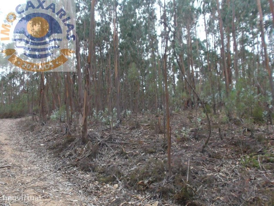 Terreno com pinhal e eucaliptos