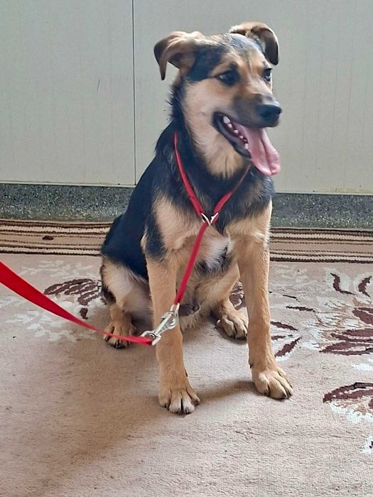 TYMONEK 6 mies szczeniak do adopcji uratowany w Bułgarii