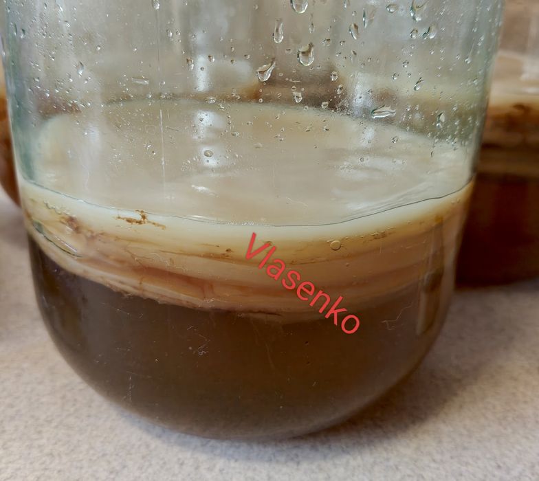 ЧАЙНИЙ гриб як в дитинстві -КОМБУЧА.