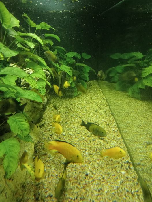 Labidochromis caeruleus yellow