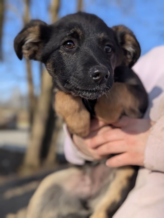 Malutka Róża szuka domu