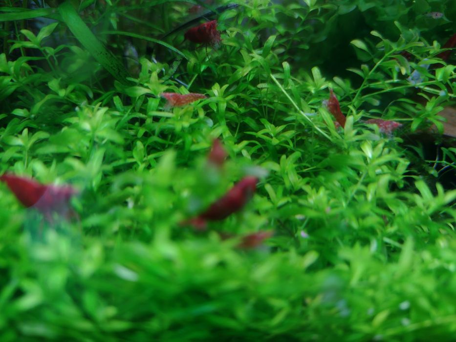 Krewetki Red Cherry mocno czerwone