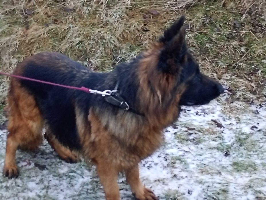 Owczarek Niemiecki SUKA