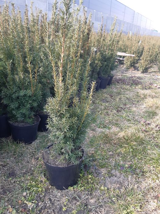 Cis hicksii hilli baccata 80cm taxus
