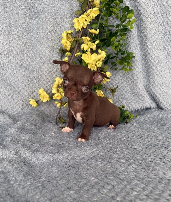 Estupenda menina mini Chihuahua de Qualidade