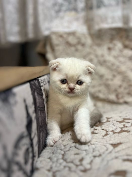 Кошенята весловухі