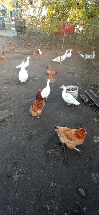 Kaczki francuskie i kaczory