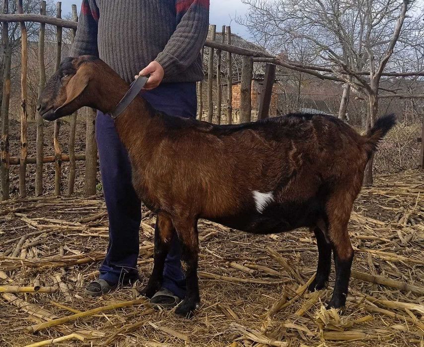 Продається цап каморі-нубійський