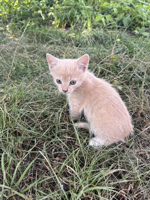 Котики шукають батьків