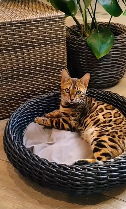 Лежанка для кота чи собаки