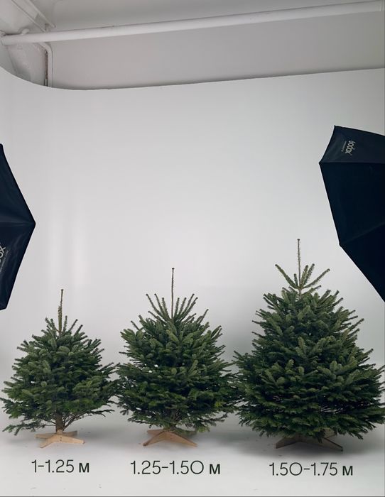 Ялинки Нордмана оптом | Преміум якість