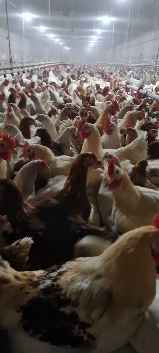 Kury Nioski Messa Leghorn Rossa prosto z hodowli ! Dowóz ! ZAPRASZAM !