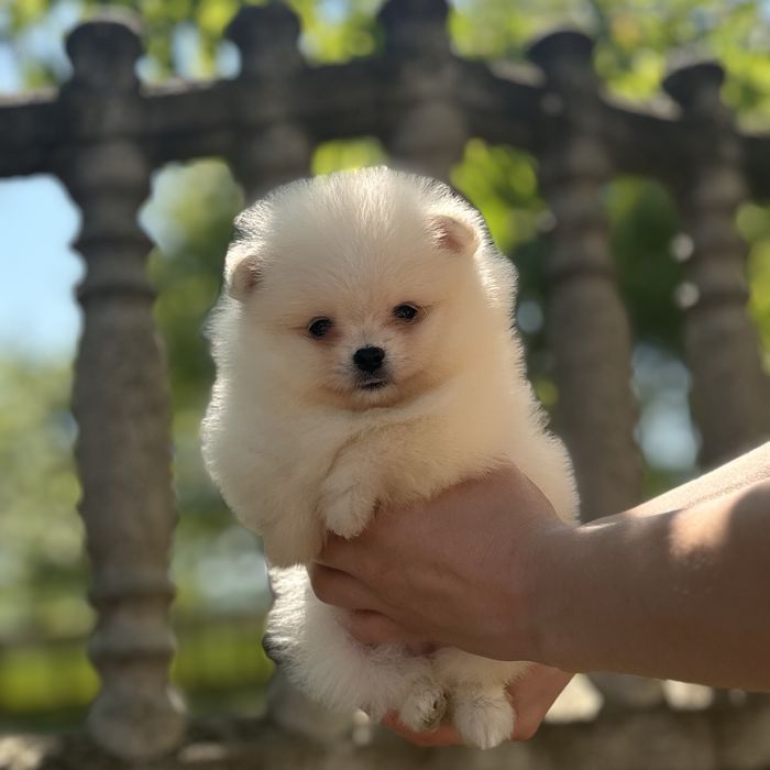 дівчина тип ведмедика шоу классу