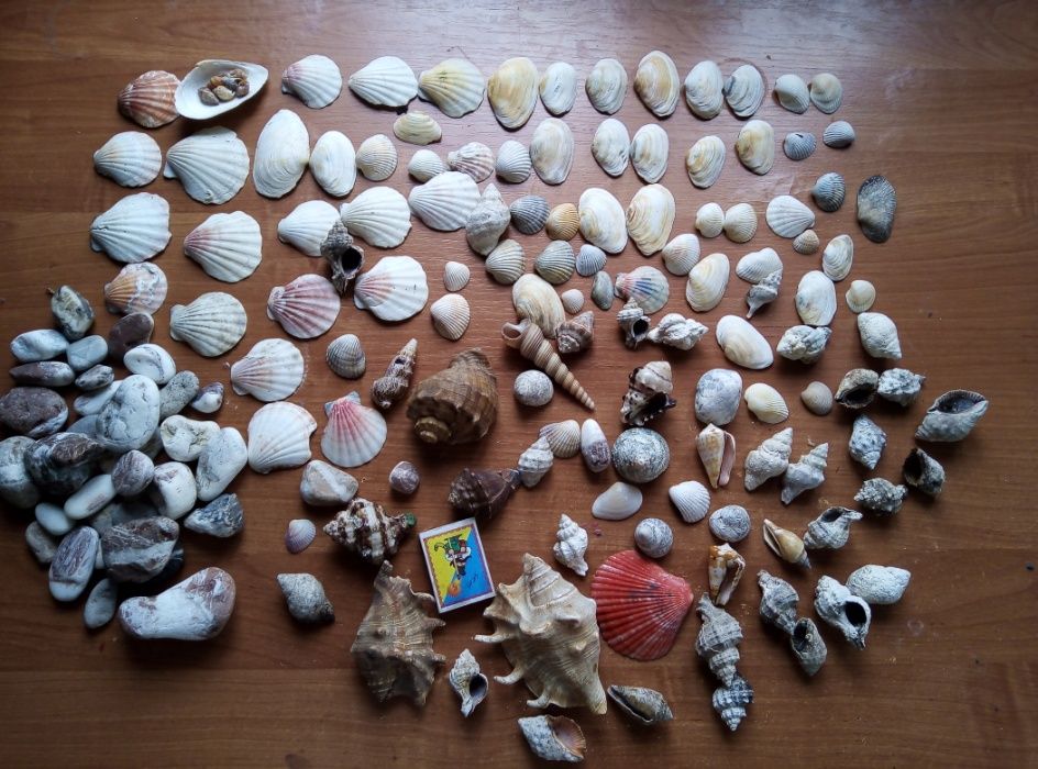 срочно продам набор ракушек из средиземного моря