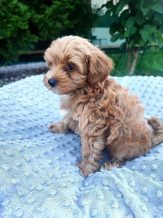 Maltipoo chłopiec xxs