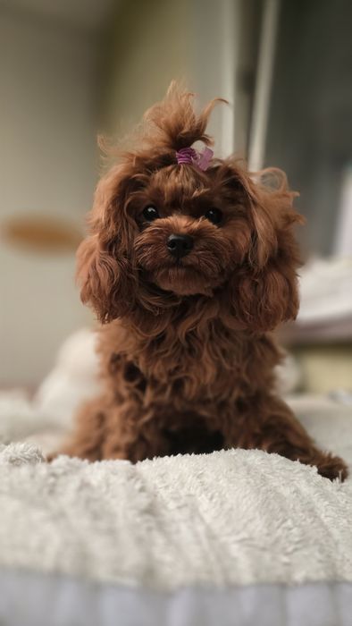 Cavapoo F1b sunia