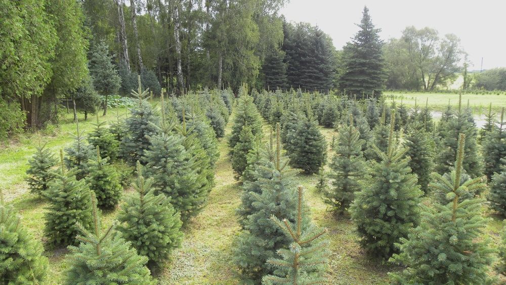 Choinki. Świerki srebrne formowane. 1.0 - 1.8m.