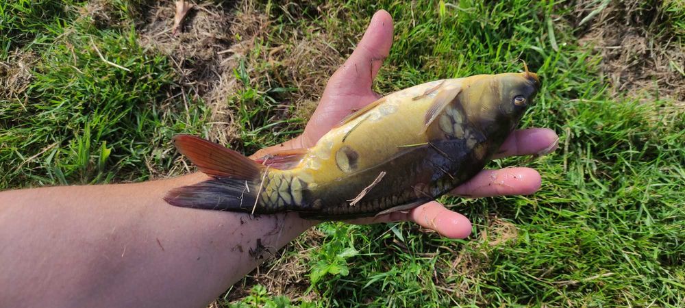 Kroczek karp karaś