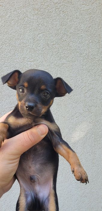 Pinscher miniatura macho