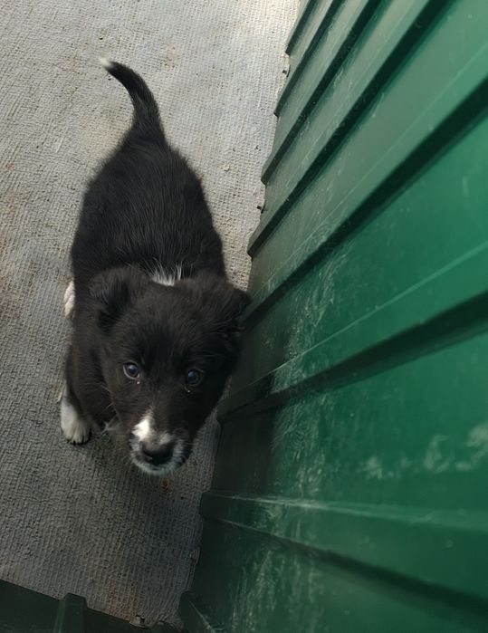 Border collie macho puro