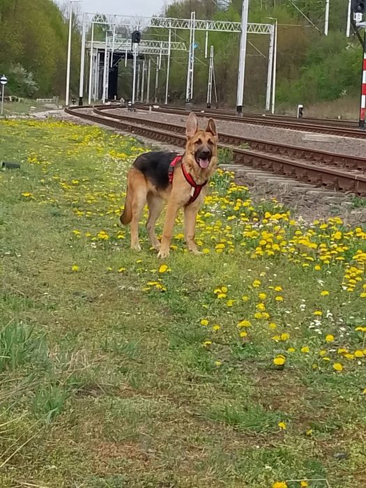 Oddam Pieska Owczarek