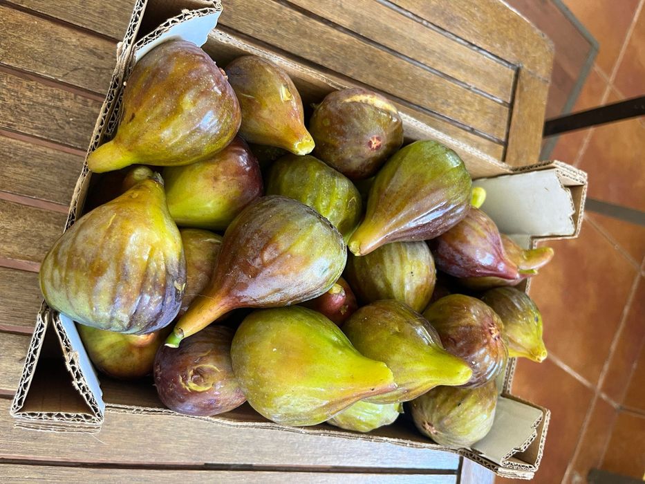 Figos de São João