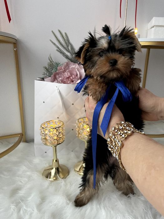 VIP Йорки — Доставка по Україні та Європі  з любовю