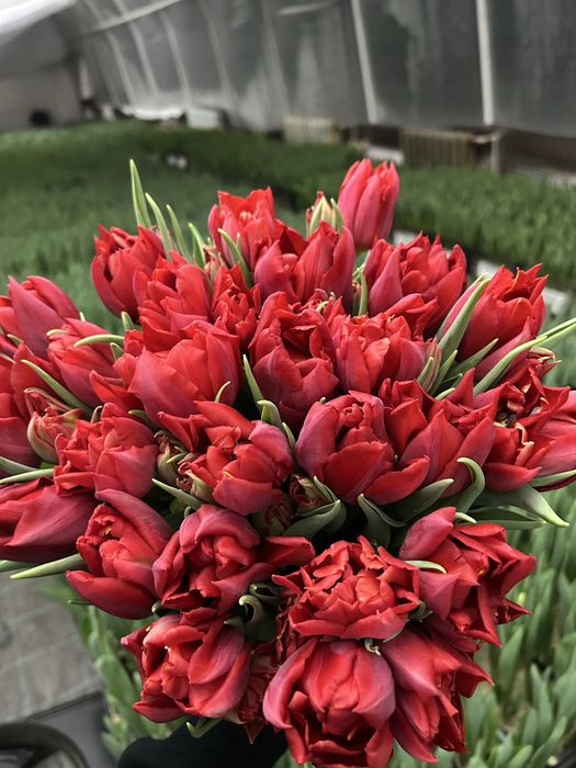 Тюльпан/ зріз тюльпану/ Квіти/ Опт 8 Березня