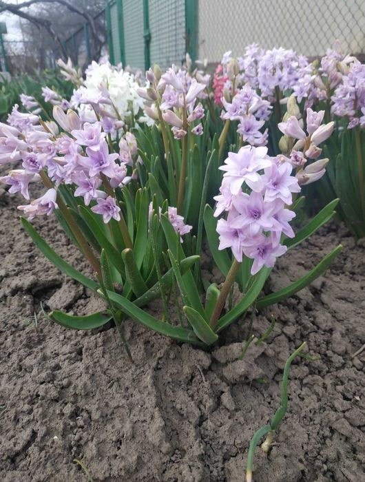 Геоцинт. Цибулини