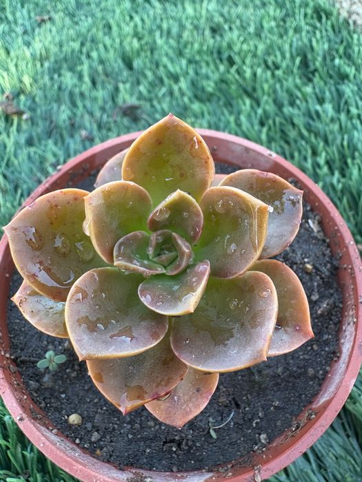 Echeveria pulvinata,,Ruby’’; Echeveria pulvinata Frosty’’; Echeveria ,,Melaco’’;Agavoides; Graptoveria,,Fred Eyves’’; Sedeveria Letizia- preço 1€