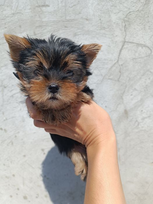 Радость в Вашу семью