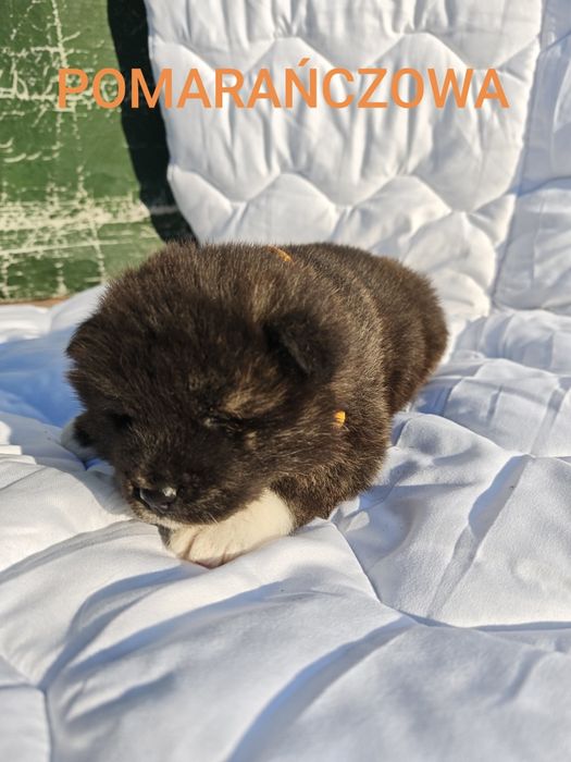 Akita Inu zarezerwowana