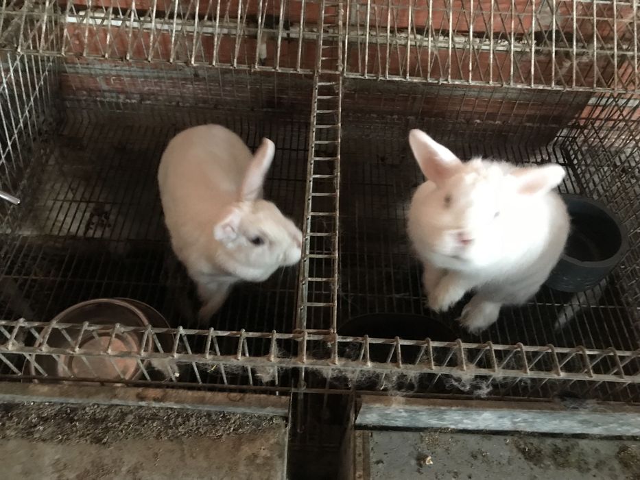 Coelhos anões adultos