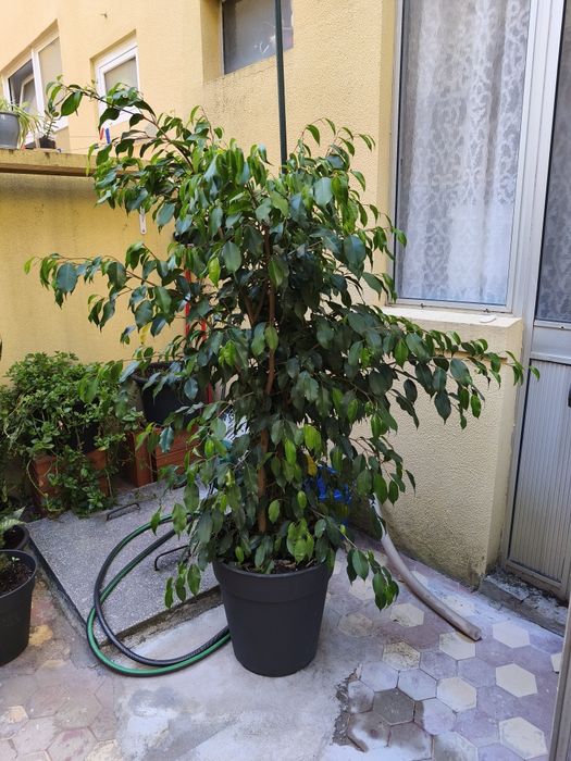 Fícus, planta, plantas, jardim, decoração, natureza