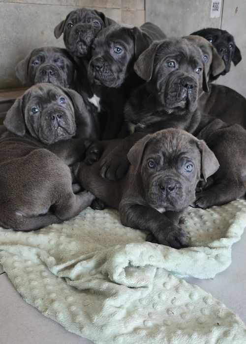 Cane Corso Błękitne Sunia