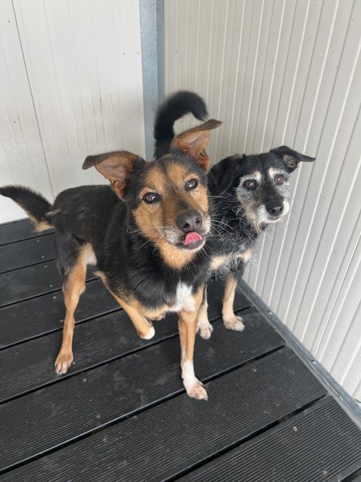 Cães de porte pequeno para adoção