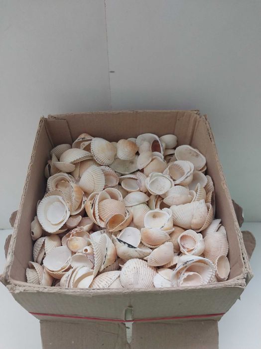 Ракушки отборные для аквариума и декора с Азовского моря 0,5 кг