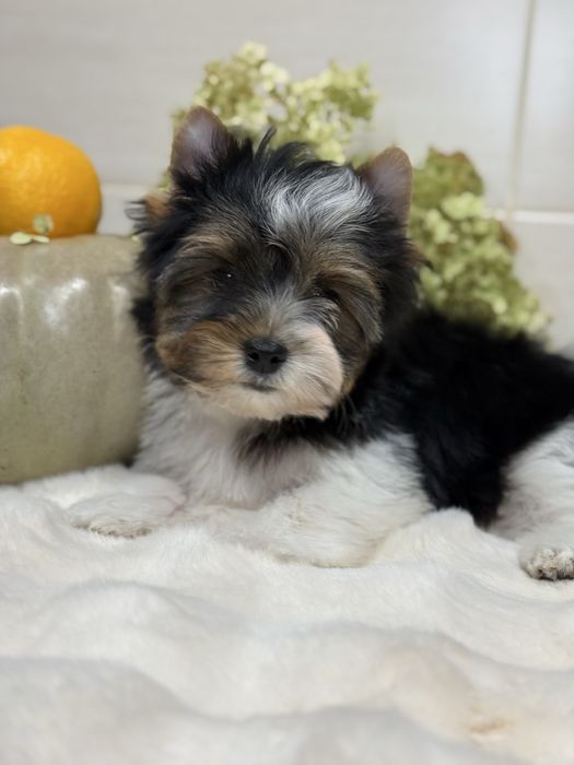 Хлопчик бівер, з документами. Кольровий йорк