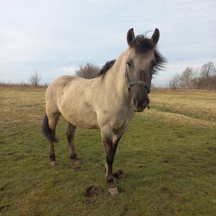 Sprzedam ramową klacz konika lat 9