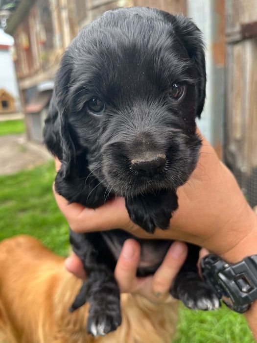 Cocker Spaniel Angielski