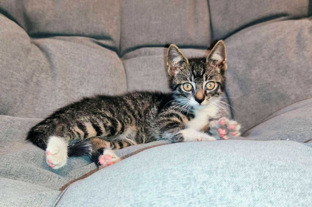 Loluś szuka fajnej chaty..