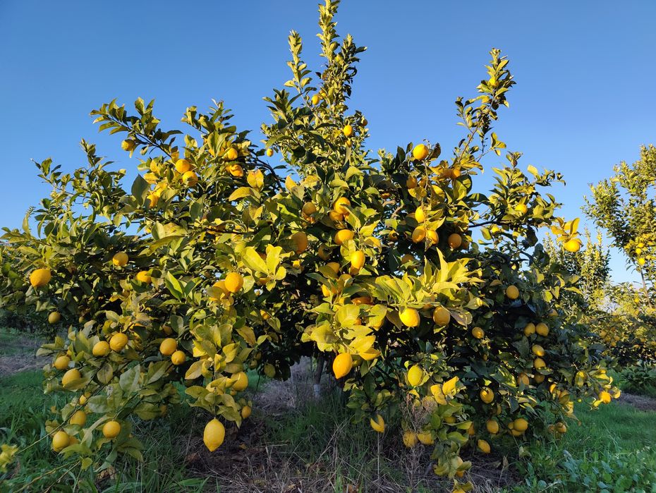 Caixa de limões 10kg