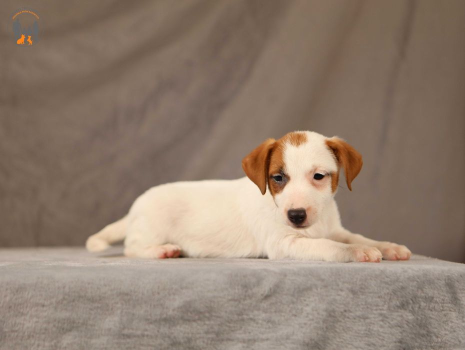 Jack Russell Terrier po Championie rezerwacja