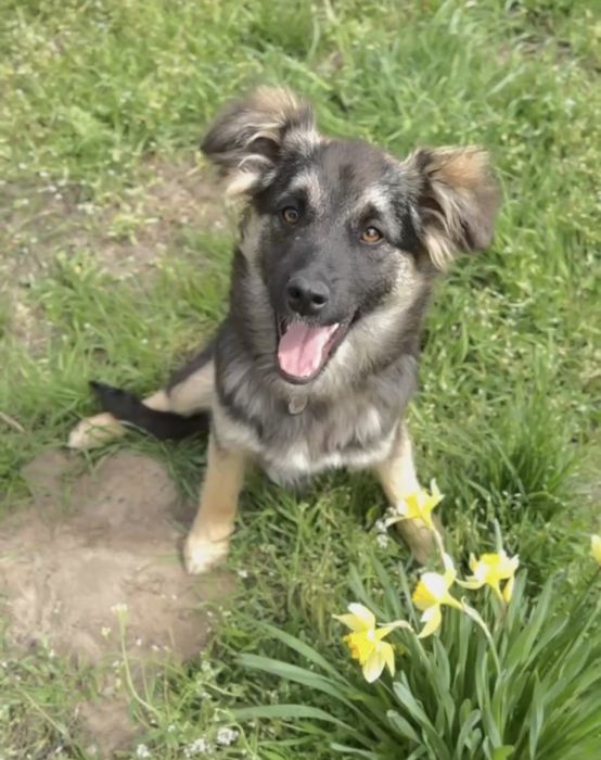 Малышка Рокси 4 месяца .