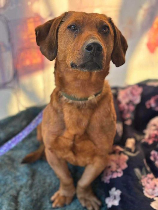 Jamnikowaty chłopak pilnie szuka domu